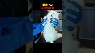 最凶ネコ 天使化計画 #ほっこりショート