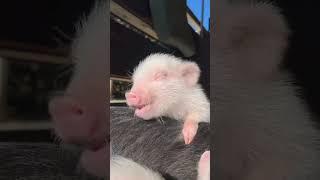 Energetic Piglets Zoom Around – Cuteness Overload!