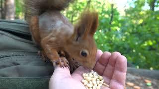 Рыжий и Модель. Зарисовка с белками / Redhead and Model. A sketch with squirrels