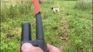 English Setter Stud!