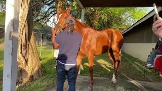 Kentucky Derby winner Rich Strike shown off to the media