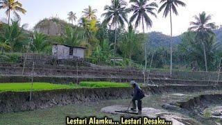 Suasana pagi di kampung yang Asri,ayem tentram,udara sejuk dan indah alamnya