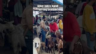 AJMER BAKRA MANDI LIVE UPDATE