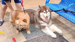 Malamute and Chow Chow attracting attention at Clementi Hawker Centre