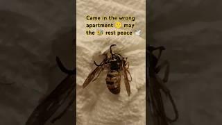I ain't know what that thing was crawling on my wall#momentofsilence #wow