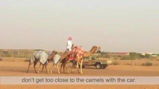 Camel Spotting in Lehbab Desert Dubai near Oman
