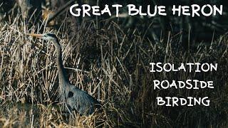 FOUND A GREAT BLUE HERON | BIRD PHOTOGRAPHY | ISOLATION BIRD WATCHING
