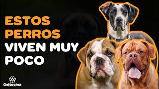 Top 12 DE LOS PERROS CON LA MENOR ESPERANZA DE VIDA