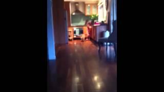 The crazy cat