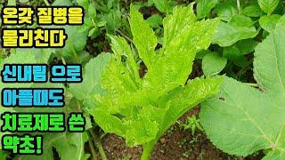 어수리,왕삼--임금님이 사랑한 약초! 만병을 치료하여 왕삼이라 불려온 놀라운 약초! 꾸준히 먹으면 온갖병을 물리치고 늙지않는다