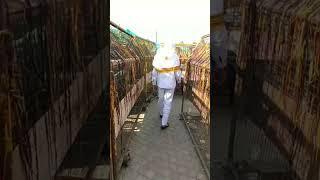 Kal bhairav Darshan Ujjain mahakal viral video #status #shorts