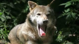 Wolf Videos | #wolf | Wolves Royalty Free Videos Stock Footage | Cute Owl Edu |  @yashpatwardhan