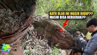 Kisah Nyata Ular Raksasa dan Gajah Yang Berubah Jadi Batu Karena Faktor Alam!! Tuhan Maha Besar...