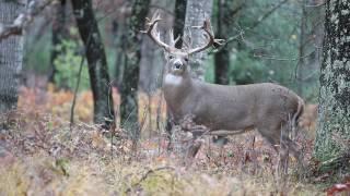 Experience Apple Creek Whitetails - #1 Trophy Guided Whitetail Buck Hunting in the United States