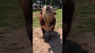 Good Morning Cow Part 2 #funnyvideos  #cows #animalcomedy