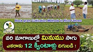 వరి మాగాణుల్లో మినుము సాగులో రైతు విజయం | Black gram Farming Methods in Rice fallows |Karshaka Mitra