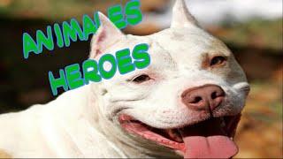 5 HISTORIAS de ANIMALES HEORES que te SORPENDERAN!