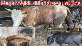 Arzon va samarali buqa boqish sirlari Rustamhon akani buqalari 912017272