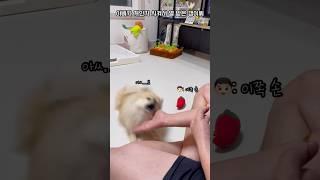 아빠가 개인기 시켜서 열 받은 양갱이 (feat. 창과 방패의 싸움)
