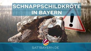 Mehr Schnappschildkröten nach Hochwasser: Gefährlich oder harmlos?