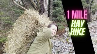 The Realities of Homesteading: One Mile Hay Hike