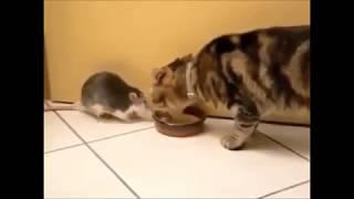 A cat graciously shared food with a mouse- her alternative food