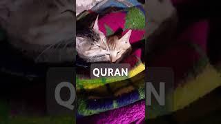 Surah Al Quran Islamic video