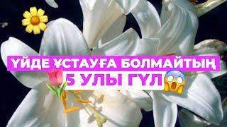 ҮЙДЕ ҰСТАУҒА БОЛМАЙТЫҢ 5 УЛЫ ГҮЛ | #гүл #қазақша #өсімдік #гул