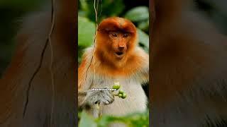 Proboscis monkeys are primates #facts #wildlife #animals #monkey #shorts