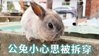 之前隔离起来的公兔疯狂想出去，结果小心思已经被预判，休想再见到母兔！