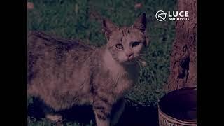 Confidenze di un gatto, 1953