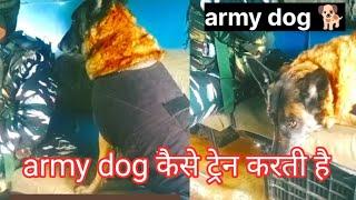 dog training !! army dog !! saumen military channel 