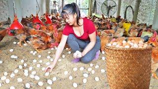 Harvesting a lot of Chicken Eggs Goes To the market sell - Grow onions in bamboo tubes