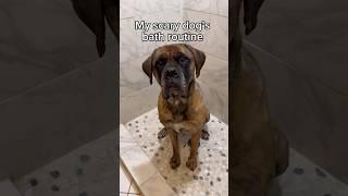 Do you think Bridget enjoyed it? #dogsofyoutube #englishmastiff #dogbath #dogbathroutine