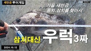 새만금 풀치 우럭 낚시(2024.10.12) 삼치 대신 우럭 3짜?