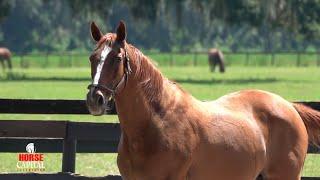 Farm Tours of Ocala - Pleasant Acres Stallions