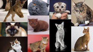 ТОП-10 популярных пород кошек