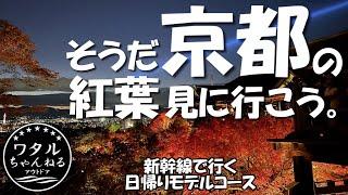 そうだ京都の紅葉、  見に行こう。【新幹線で行く日帰りモデルコース】撮影 11月四週目(日) A day trip to enjoy the autumn leaves in Kyoto.