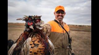 Sporting Classics TV travels to South Dakota for pheasant hunting at Cheyenne Ridge Signature Lodge