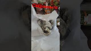 Устрицы