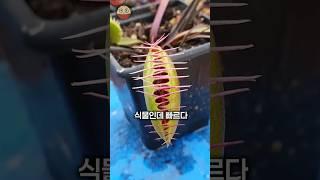 세상에서 가장 빠른 식물은?