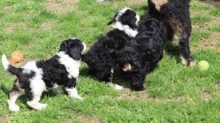 Mini Bernedoodle Puppies for Sale