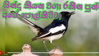 CHAMI TV#polkichcha bird#oriental magpie robin#sri lankan birds#in sinhala#පොල්කිච්චා