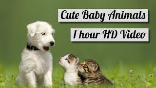 1 hour of Playful Animal Babies | Cutest Baby Animals in HD + Happy Music [NO ADS]