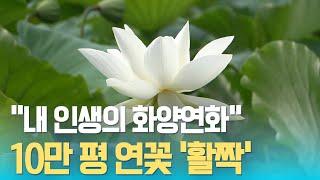 “진흙에서 피어나는 순백의 꽃”...2024 무안연꽃축제 7월 25일 개막