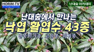 난대숲에서 만나는 낙엽 활엽수 43종, 숲 전문 HORIM-TV