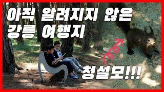 아직 많이 알려지지 않은 청설모가 뛰어다니는 언택트 여행지 소개해드립니다. 거리두기 가능한 당일치기 여행지 추천드려요.