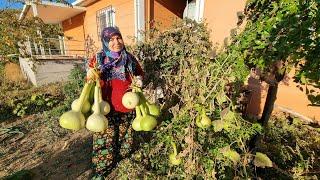 NE YAPARSAK YAPALIM KISMET | SUSAK KABAK HASATI BAHÇENİN SON HALİ KIRAĞI ÖNCESİ SONRASI