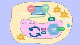 CELLULAR RESPIRATION SONG | Science Music Video