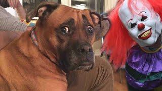 Funny Cats and Dogs Scared Of Halloween - Try Not To Laugh  | Cool Pets